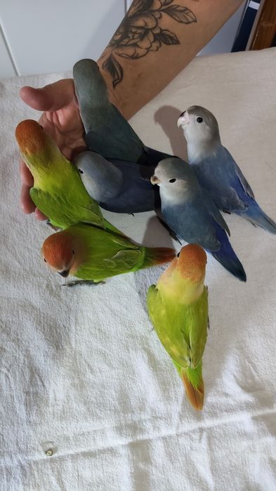 Agapórnis Domesticados e super meigos