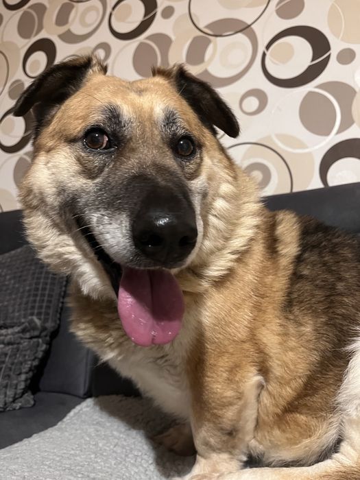 Nero gotowy do adopcji