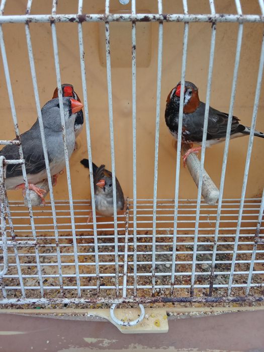 Diamantes Mandarins