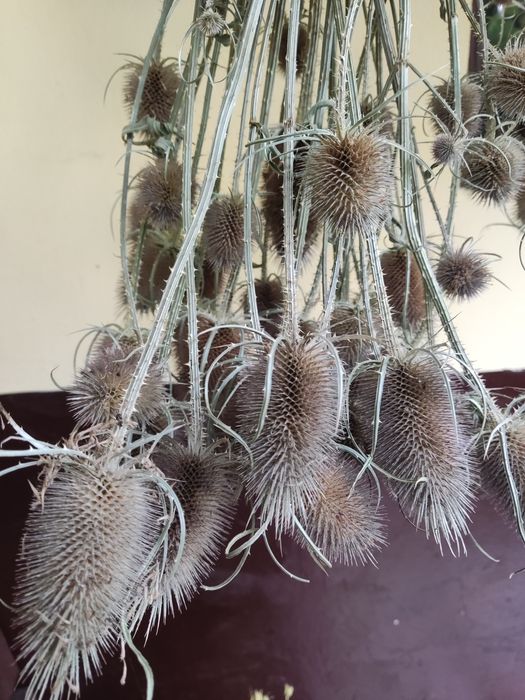 Szczeć naturalna Eco Boho