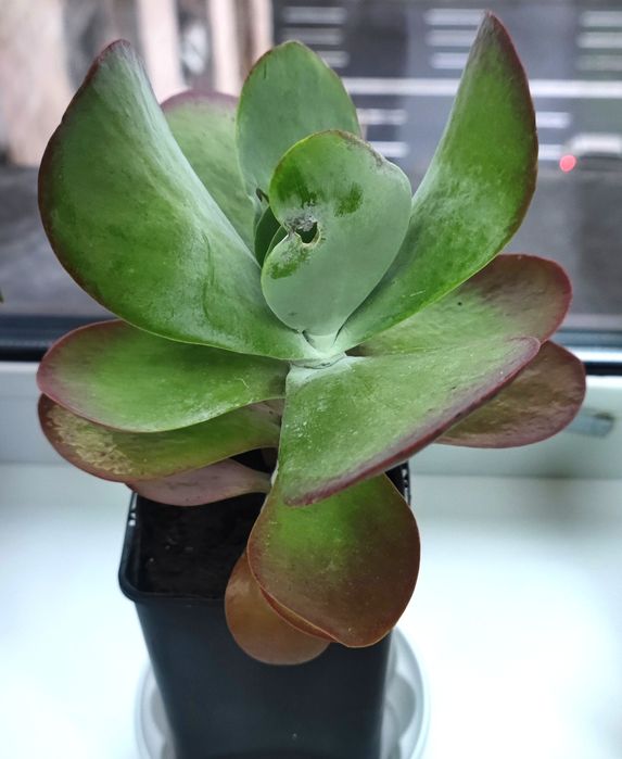 Кімнатні квіти недорого