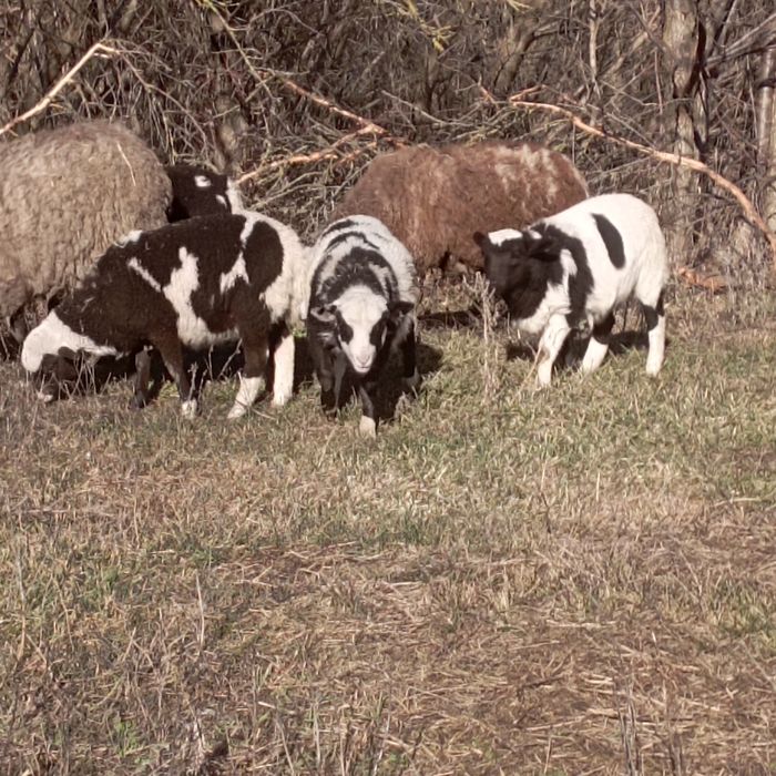 Баран крос дорпер