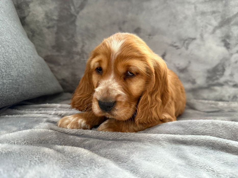 Cocker spaniel szczeniak