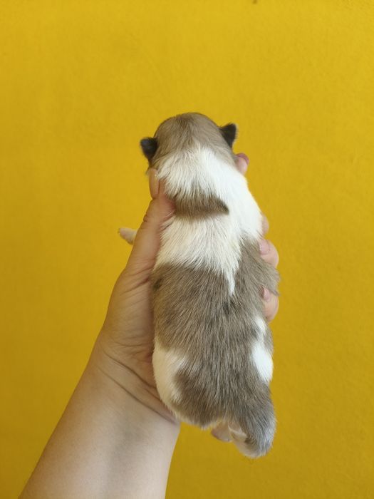 Spitz alemão menino