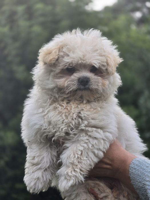 Maltipoo cudowna suczka