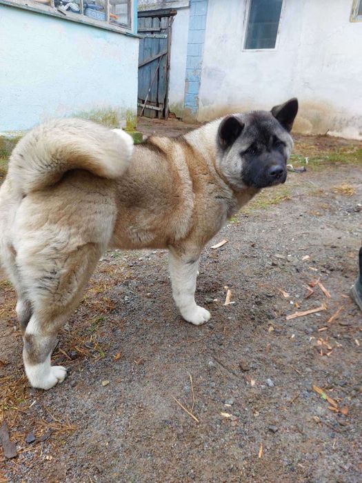 Маля американськоі акіти