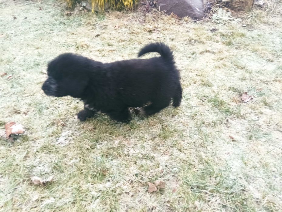 Oddam pieski siedmiotygodniowe