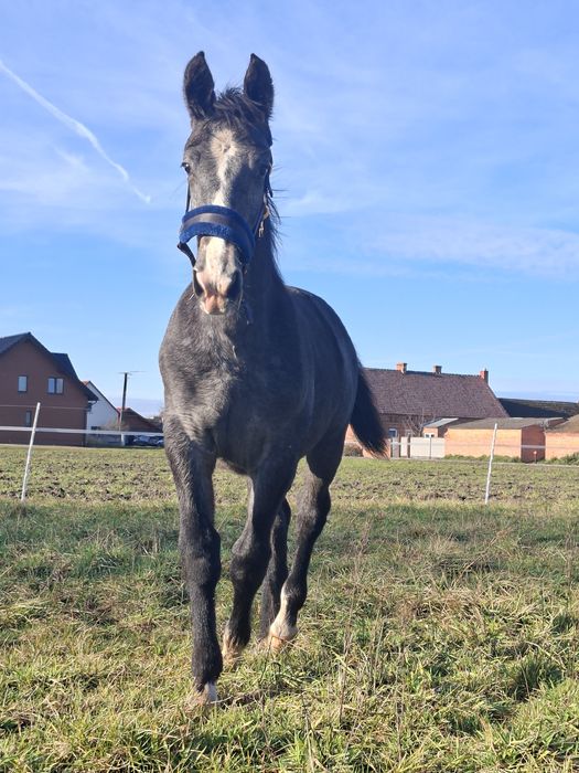 Siwa klaczka rasy ślaskiej