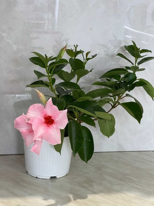Дипладения CREAM PINK
