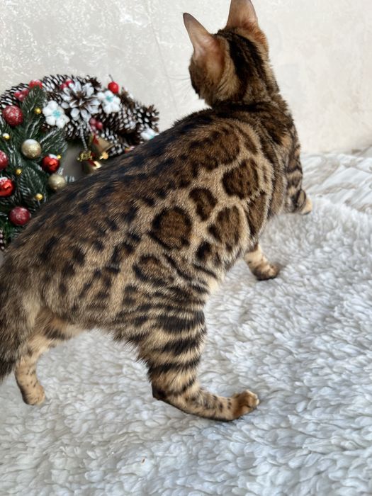 Бенгальська кішечка,2 роки