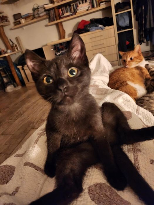 Merry szuka dobrego domu.