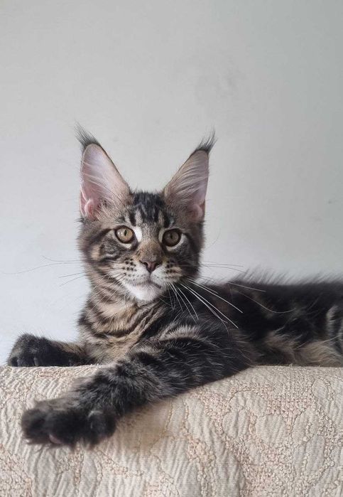 Gatinha Maine Coon