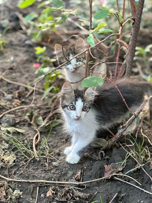 Віддам кошенят в дбайливі руки