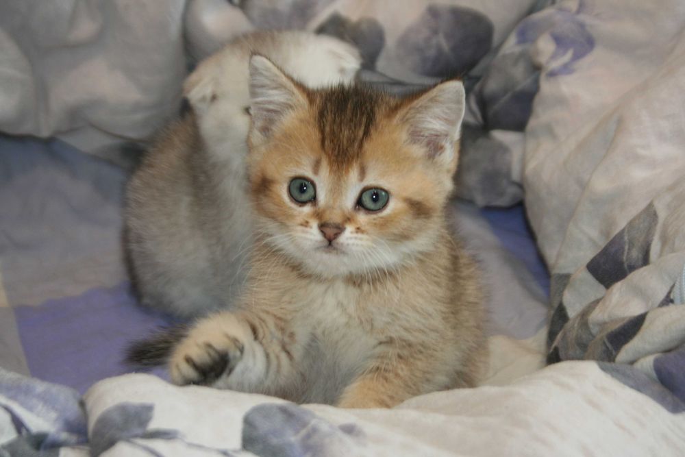 Скоттіш страйт коточок-муркотунчик