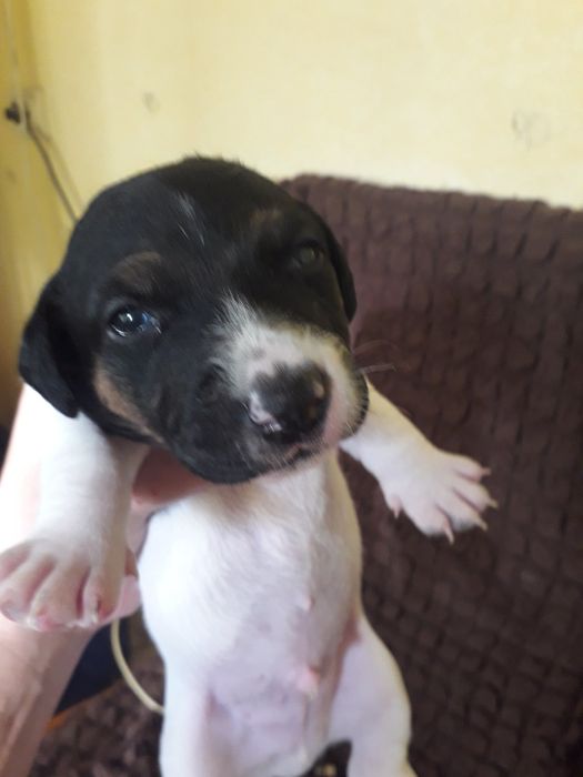 Продаю щенков Джек Рассел