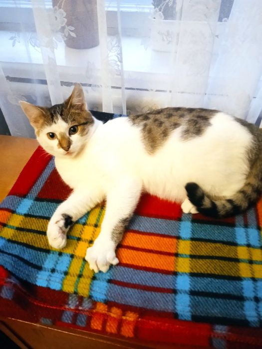 Шукаю родину для кошеня Кексика.7 міс