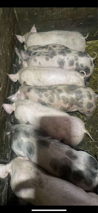 Продаються поросята мʼясної породи