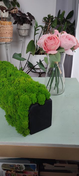 Mech chrobotek 50 cm drewno