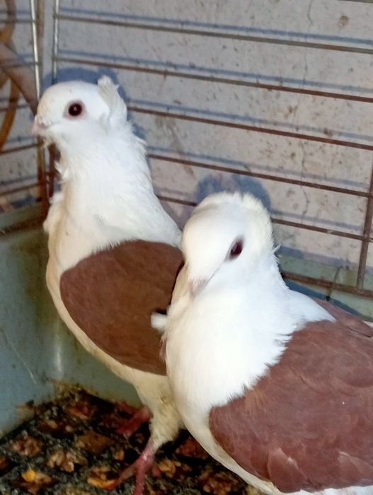 Gołębie mewki czerwone parka