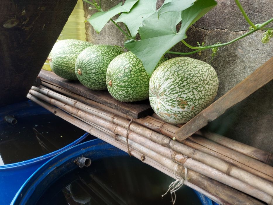 4 cabaças de chila para doces bolos compotas  as 4 por 10 euros