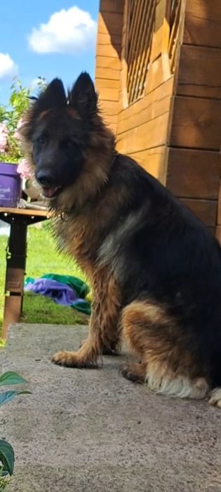 Німецька вівчарка.4 роки
