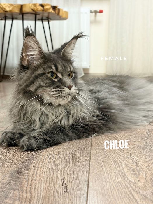 Кошка мейкун шоу класа mainecoon