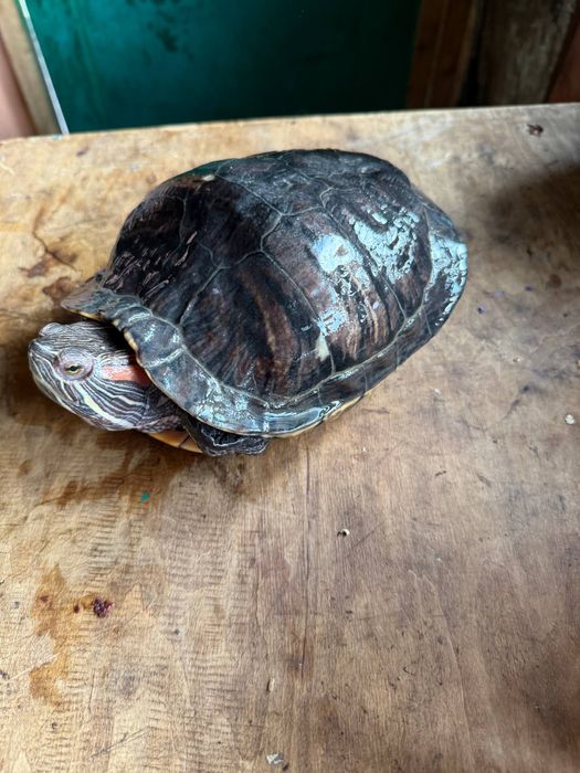 Черепаха красно вуха