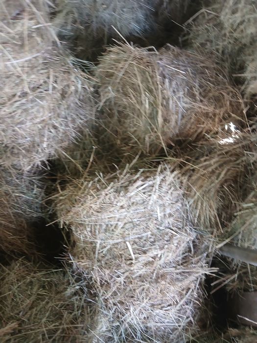 Продам тюки сіна.