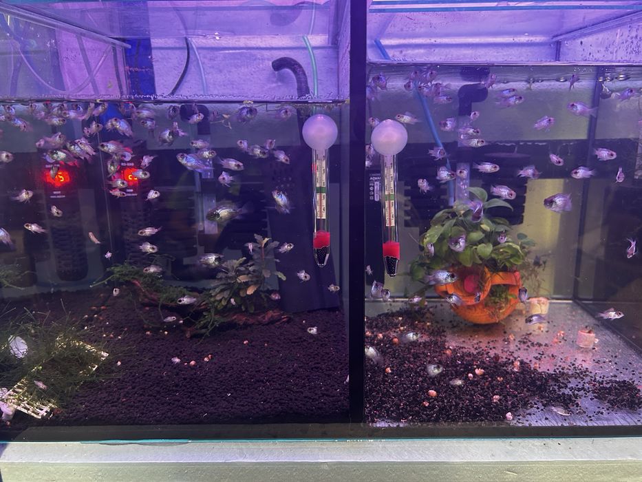 Acara eletric blue