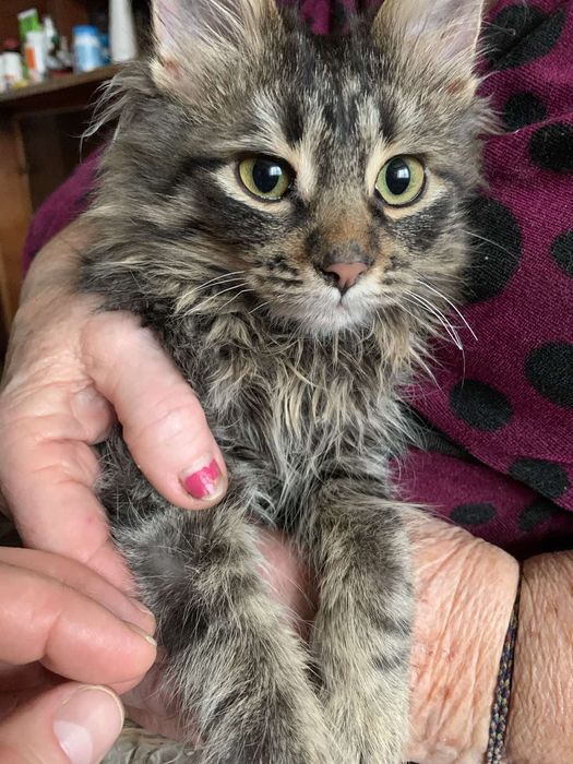 Кошеня  в добрі руки