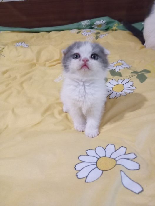 Шотландские котята