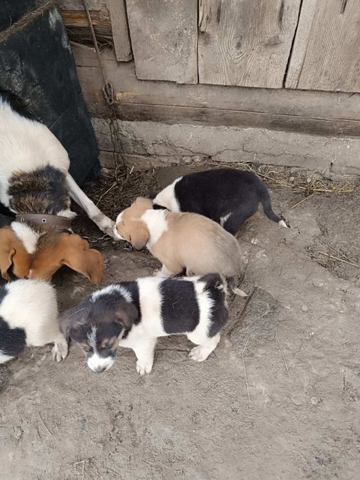 Продам щенят руська гонча