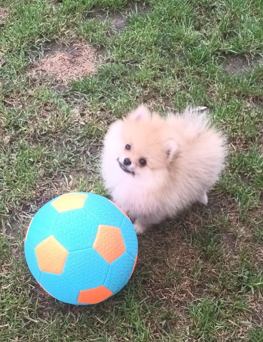 Szpic Pomeranian
