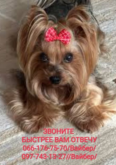 Бантик. Бантики для собачек. Огромный выбор. Есть опт