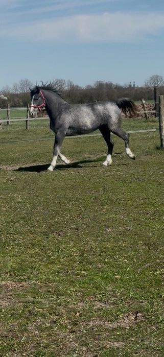 Ogierek czystej rasy śląskiej