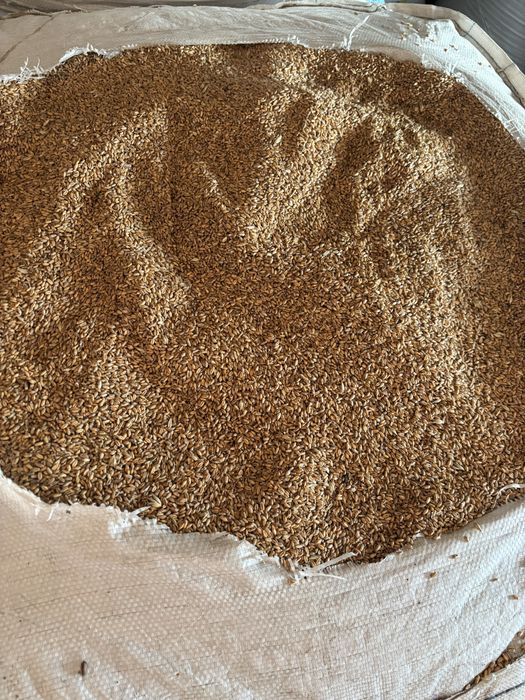 Продам зерно (овес,пшениця,кукурудза,ячмінь)