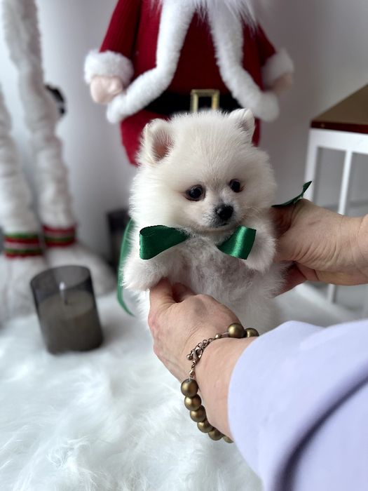 Міні-принци та принцеси Померанські шпіци чекають на свої сімї