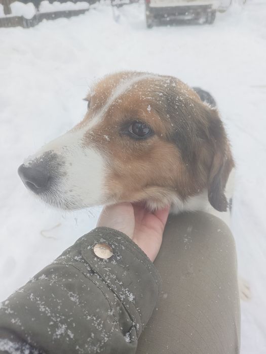 Pies Bumer do adopcji. Za darmo