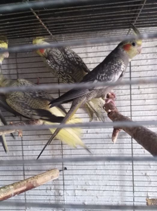 sprzedam młode nimfy