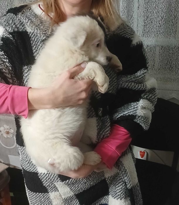 Віддам цуценят маленьких