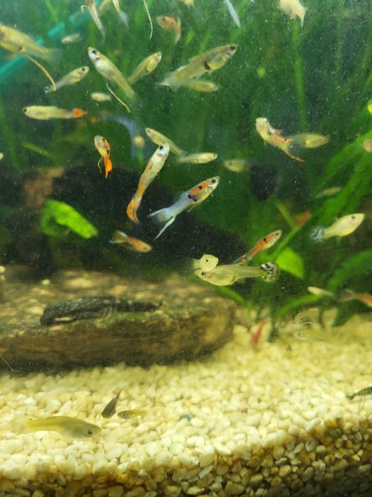 Gupiki z własnej hodowli