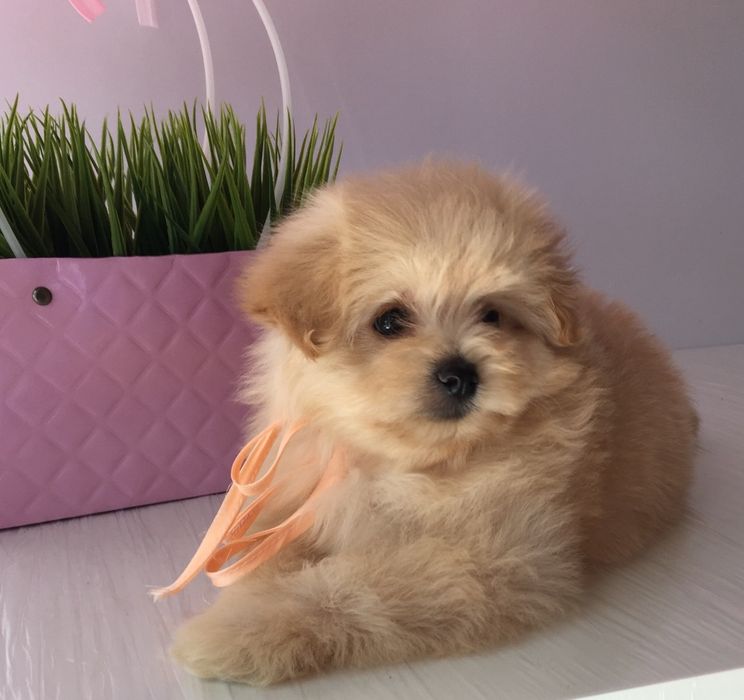 Помапу — 4 пухнасті принцеси шукають новий дім