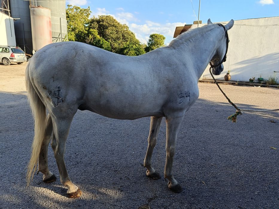 Cavalo Lusitano Russo