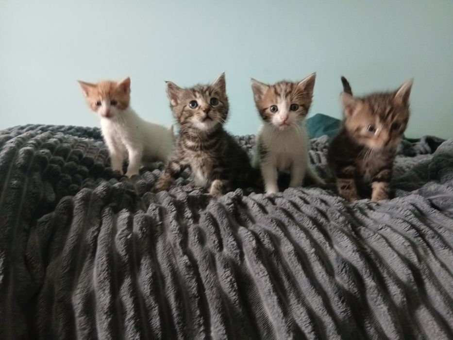 Oddam kotki w dobre ręce