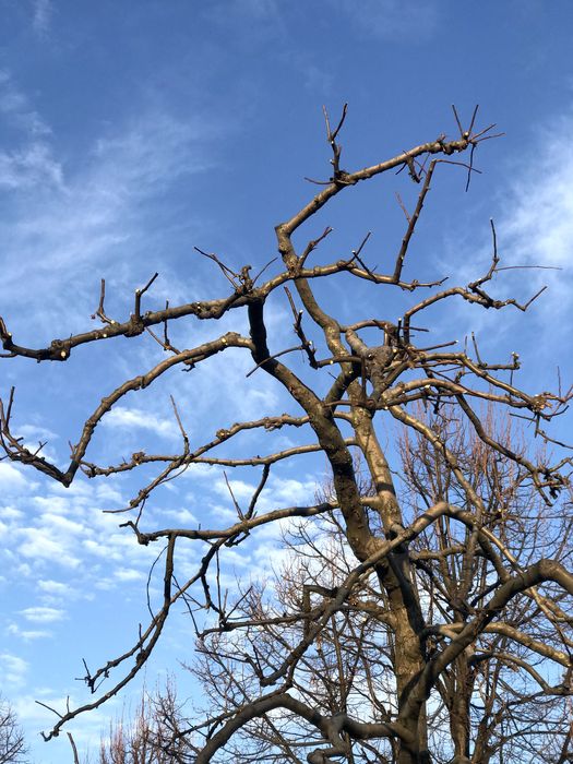 Обрізка дерев Київ | Плодові та декоративні