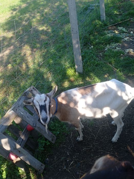 Kozy mleczne kotne kozioł