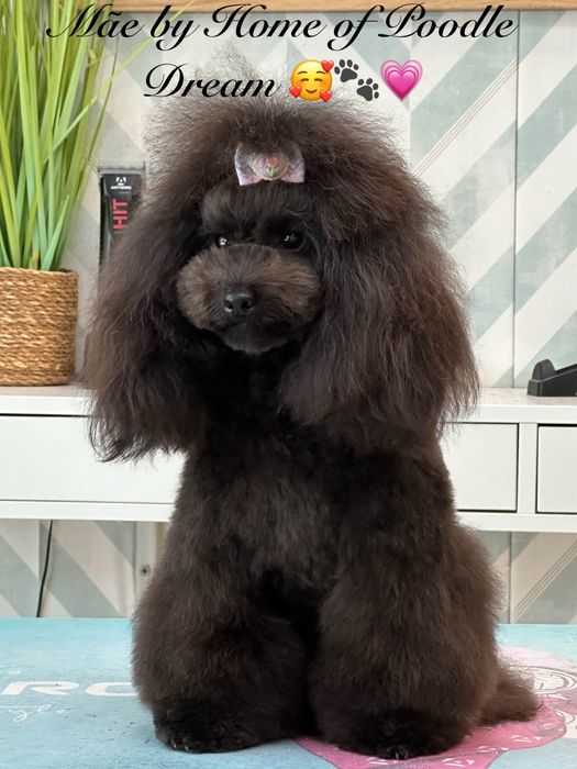 Lindo Puppy de Caniche/Poodle Mini Toy Preto procura novo dono!!!