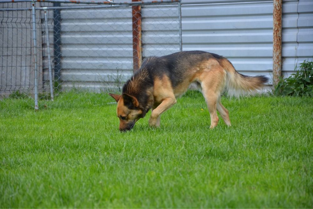 Simba-pies szuka doswiadczonego domu! Adopcja