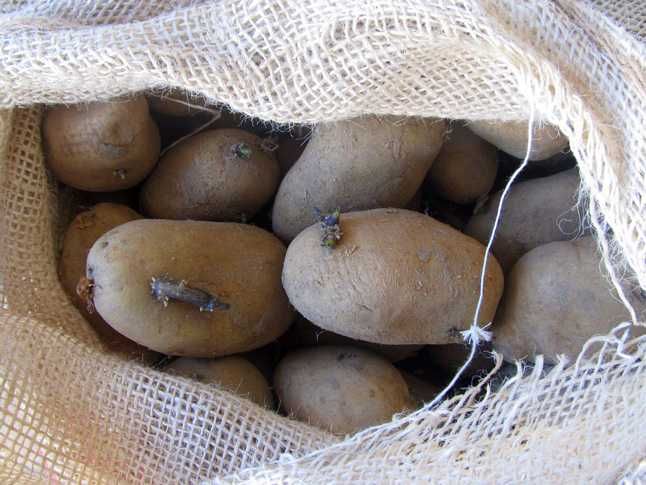 Batata de semente - várias variedades