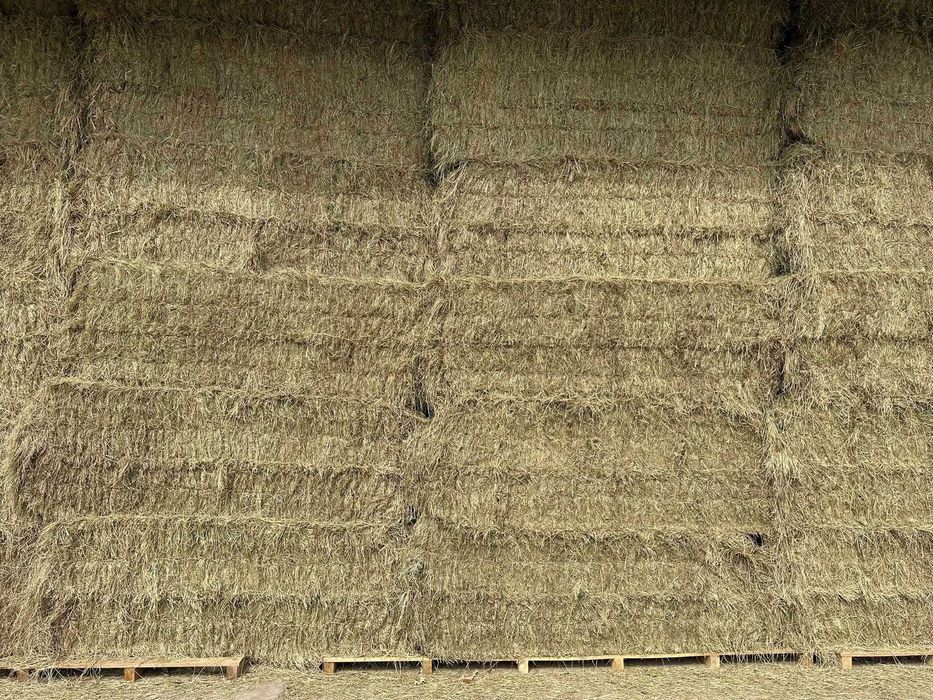 SIANO w belach, kostce DUŻEJ, małej oraz słoma